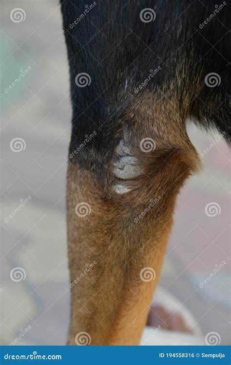 There Is A Bald Spot On The Dog`s Elbow Stock Photo Image Of Outdoor