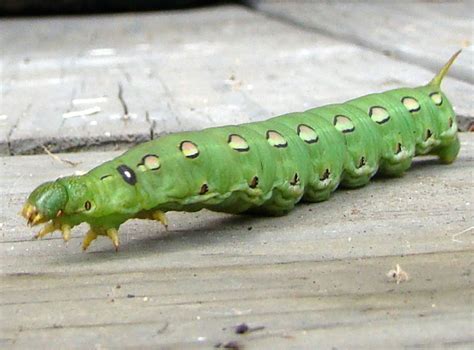 This type of caterpillar is slightly hairy in its immature stage and gradually develops a smooth body as it matures. White Lined Sphinx Caterpillar - What's That Bug?