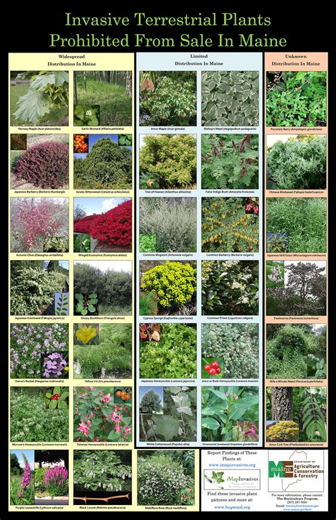 Invasive Plant Species List
