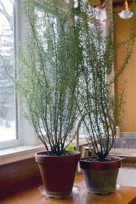 Check these plants more frequently and red light is ideal for flowering and fruit set. Rosemary is a woody-stemmed plant by needle-like leaves ...