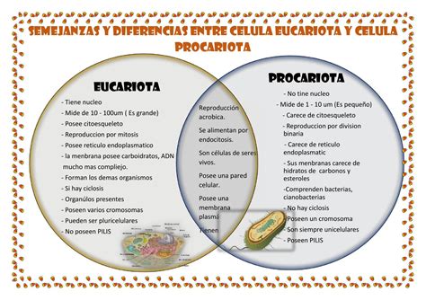 Diferencias Y Semejanzas De Las Celulas Procariotas Y Eucariotas
