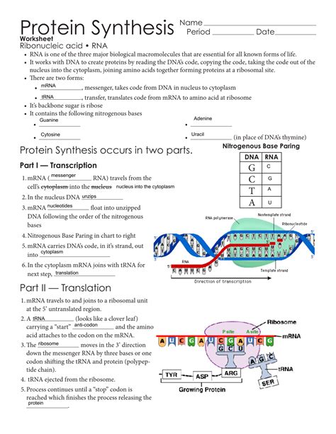 Dna replication & protein synthesis virtual lab sheet part 1 dna replication: Protein Synthesis Worksheet Answer Key - Worksheet List