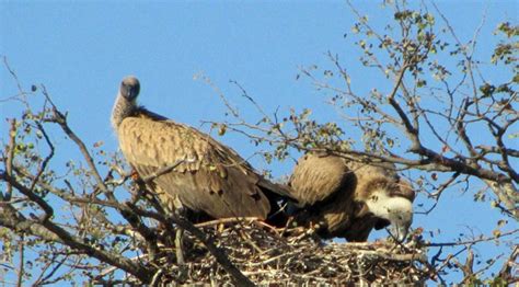 White Backed Vultures Mating In The Klaserie Africa Geographic