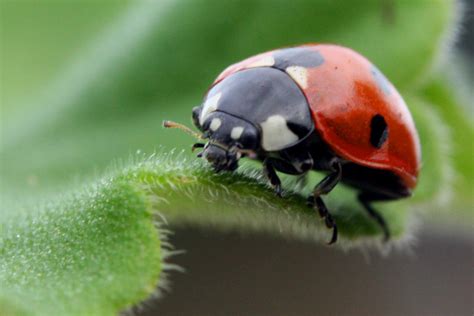 swarms of std riddled lady bugs are invading people s homes here s what you need to know