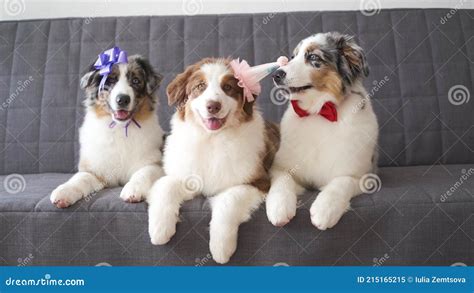 4k Three Australian Merle Shepherd Puppy Dog Wearing Party Hat Ribbon
