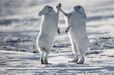 Boxing Arctic Hares Ellesmere Island Canada Art Wolfe Arctic Hare