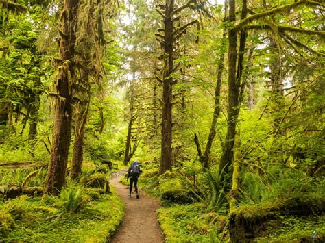Hoh River Trail Olympic National Park • Mb Guiding