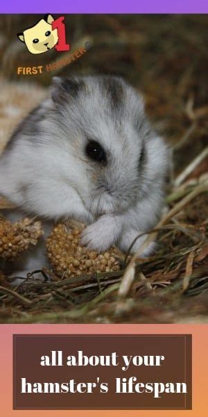 You need to learn where to keep your. The Hamster's Lifespan - 7 Things Affecting It You're off ...