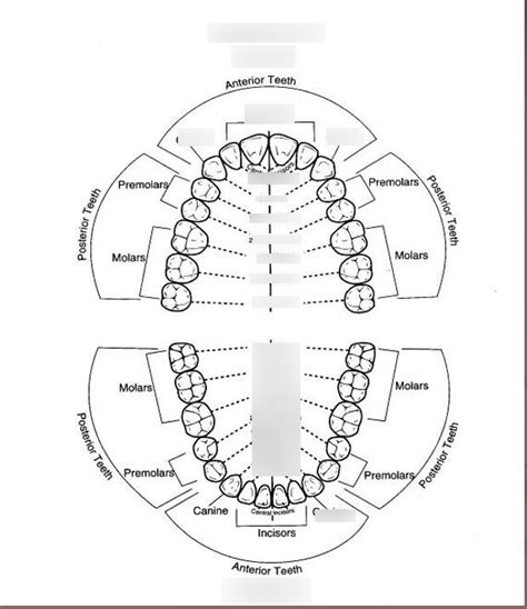 Ch 14 Permanent Teeth Diagram Diagram Quizlet