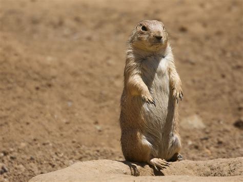 Are Prairie Dogs Poisonous