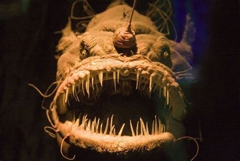 Angler Fish Facts For Kids Unique Fish Photo