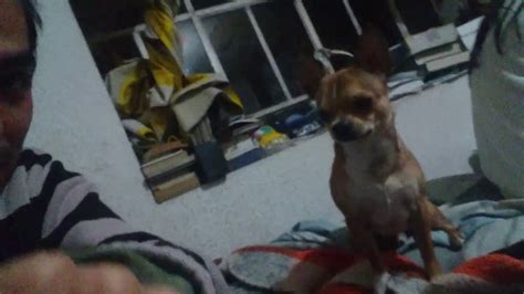 Perro Chihuahua Enojado Popeye Tiene Hambre No Eres El Mismo Cuando