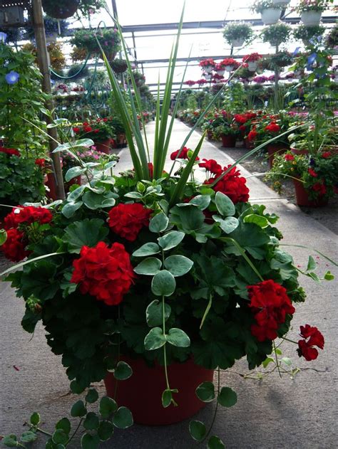 Flower Containers For Full Sun Container Gardening For Florida Amid