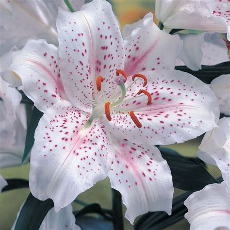 Lilium Muscadet Llavors