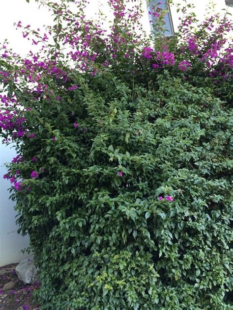 What Is The Name Of This Large Bush With Purple Flowers