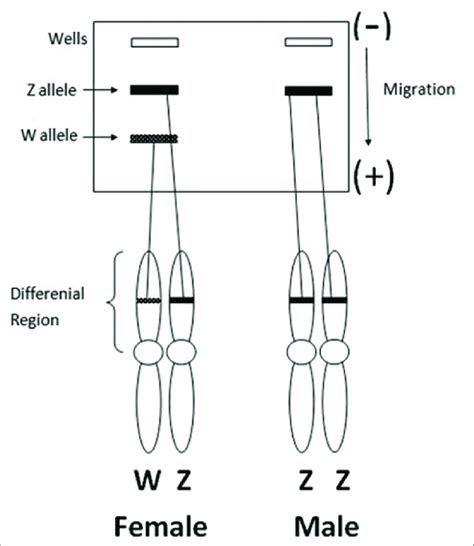 Scheme Of Dna Amplification Targets On W And Z Sex Chromosomes Of Male Download Scientific