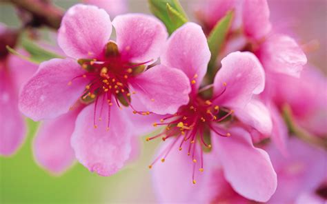 Tuyệt đẹp Những Hình ảnh Về Hoa đào đẹp Nhất để Cập Nhật Tại Nhà Bạn