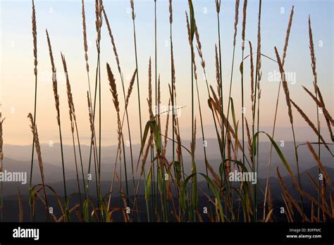 A Mountain Sunset Viewed Through Tall Grasses Stock Photo Alamy