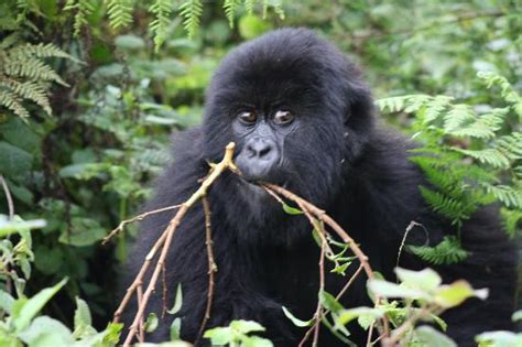 Guhonda Alpha Silverback Of Sabinyo And Oldest Largest Silverback In
