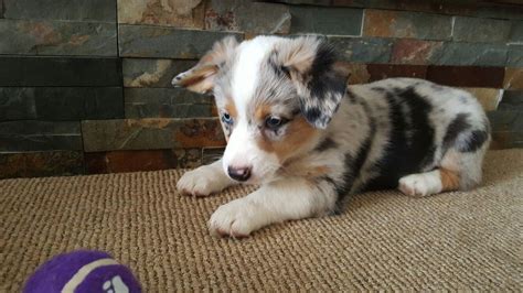 Aussie Corgi Mix Blue Merle Puppy Play Time Puppies And Kitties