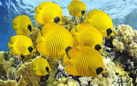 Yellow Fish Yellow Underwater Sea Fish Wallpaper Underwater Animals