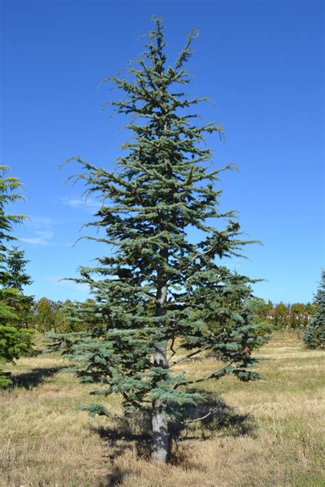 Cedrus Atlantica Glauca Pyramidalis Guillot Bourne