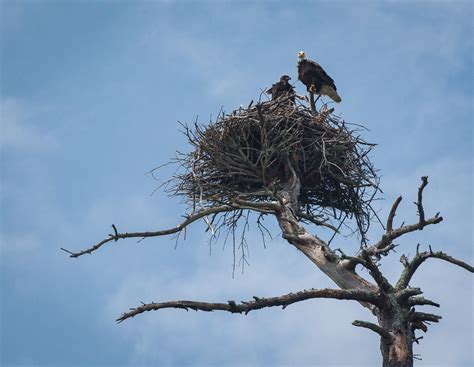 nesting american bald eagles trevor labarge