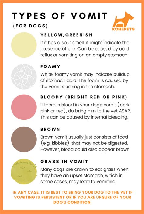 Vomiting In Dogs Causes Symptoms And Treatment Kohepets Blog