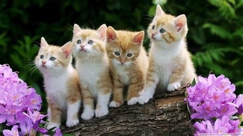 Kittens Screensavers Wallpaper Images