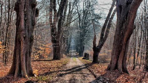 Forest Road In Late Fall Wallpaper Nature And Landscape Wallpaper