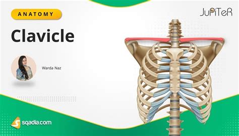 Clavicle | Bone Anatomy | Medical Video Lectures | Education | sqadia.com
