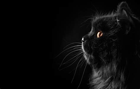 Free Download Wallpaper Cat Black Background Background Black Cat Fon