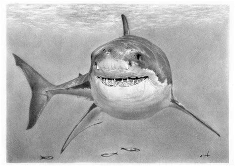 Shark Drawings In Pencil Images And Pictures Becuo