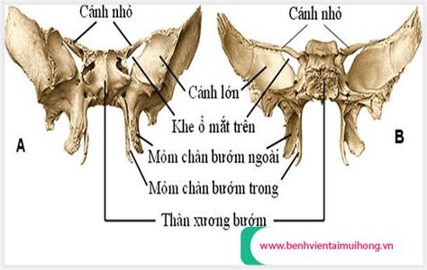 xương bướm giải phẫu xương khớp đầu mặt