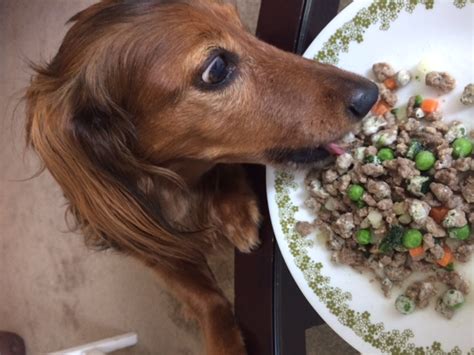 Check spelling or type a new query. Chewy.com Introduces Tylee's Cooked Human Grade Dog Food