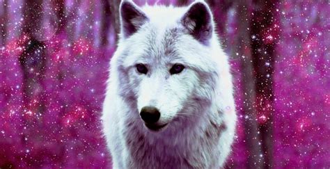 Galaxy Wolf Wallpaper Wallpapersafari