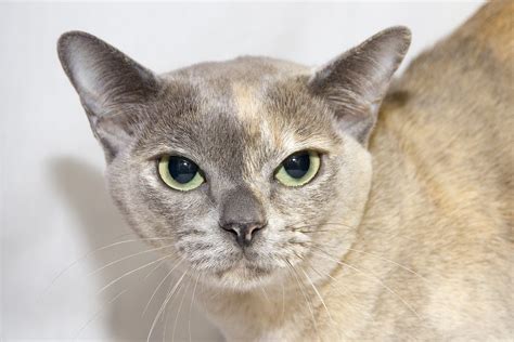 All of them i have known. Blue Tortie 1 - Burmese Cat Club