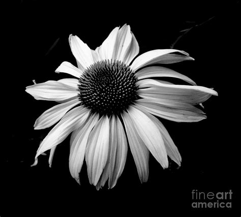 White Daisy In Black And White By Emilio Lovisa