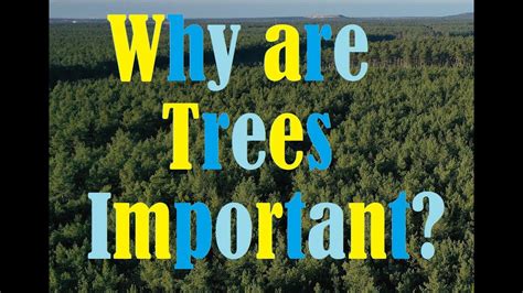 Why Are Trees So Important Youtube