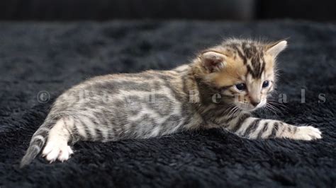 Available Bengal Kittens For Sale Boydsbengals