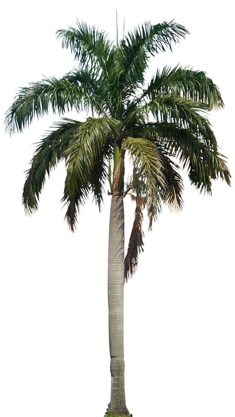 Long Coconut Tree Png Image Png All