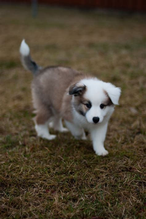 How much do icelandic sheepdog puppies cost? Icelandic Sheepdog puppy | Sheep dog puppy, Cute animals ...