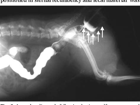Figure 3 From Rectal Diverticulum In A Terrier Dog A Case Report
