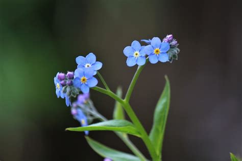 Download 青い花 勿忘草 わすれなぐさ Images For Free