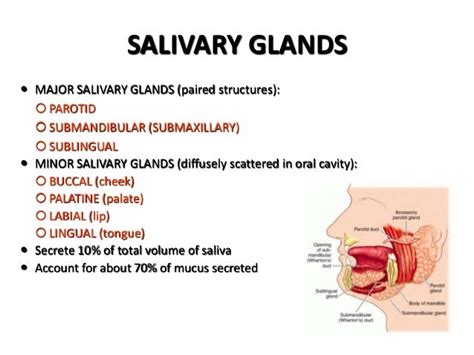 Imaging Of Salivary Gland Tumours