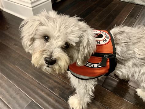 How do service dogs help with seizures? How Service Dogs Help with Epileptic Seizures | The Pooch ...