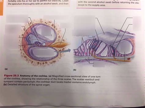 Cochlea Cross Section Diagram Quizlet