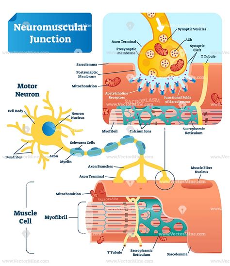 Neuromuscular Junction Biological Vector Illustration Infographic