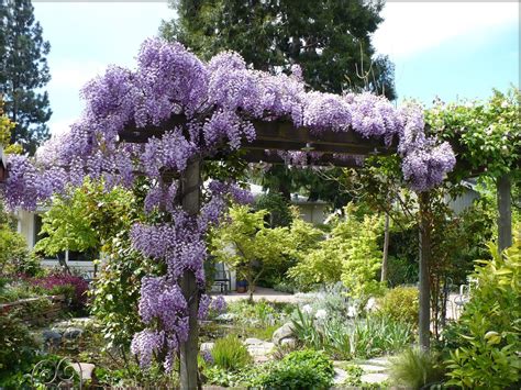 How To Grow And Care For Wisteria Wonderful Flowers