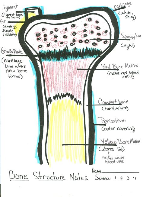 Student Drawn Bone Diagram Basic Anatomy And Physiology Sign Up